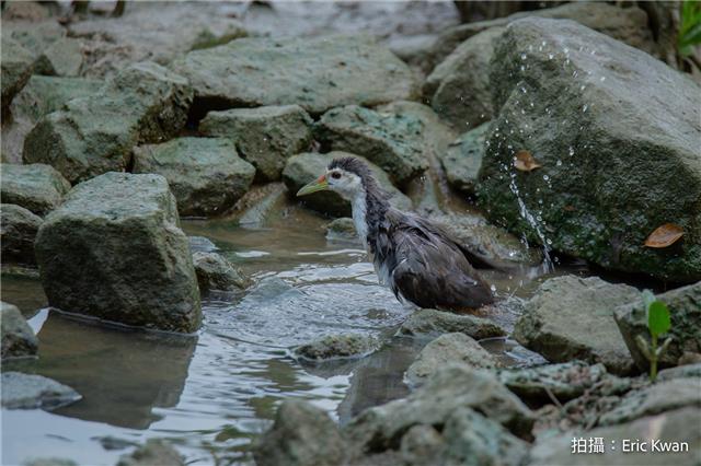 白胸苦惡鳥